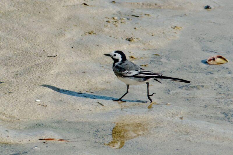 Une bergeronnette grise (motacilla alba)