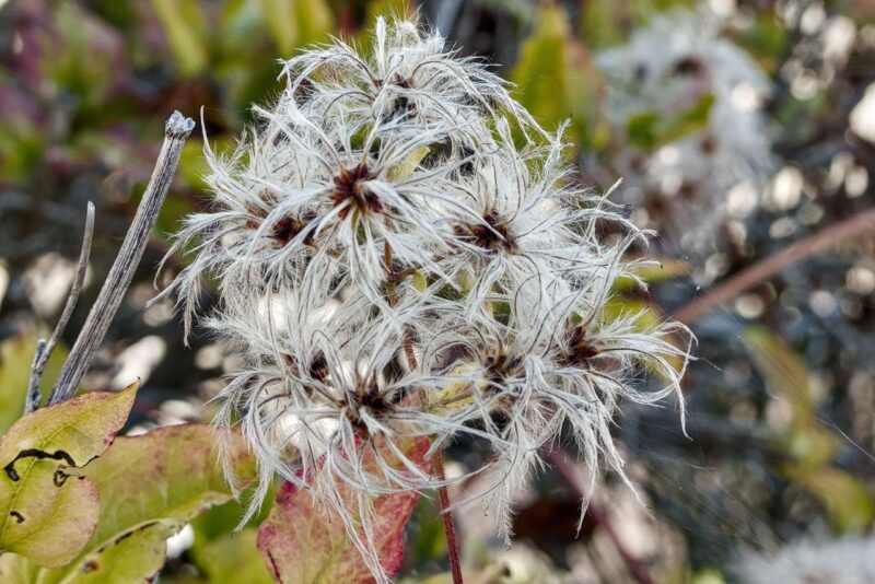 Inflorescence fanée